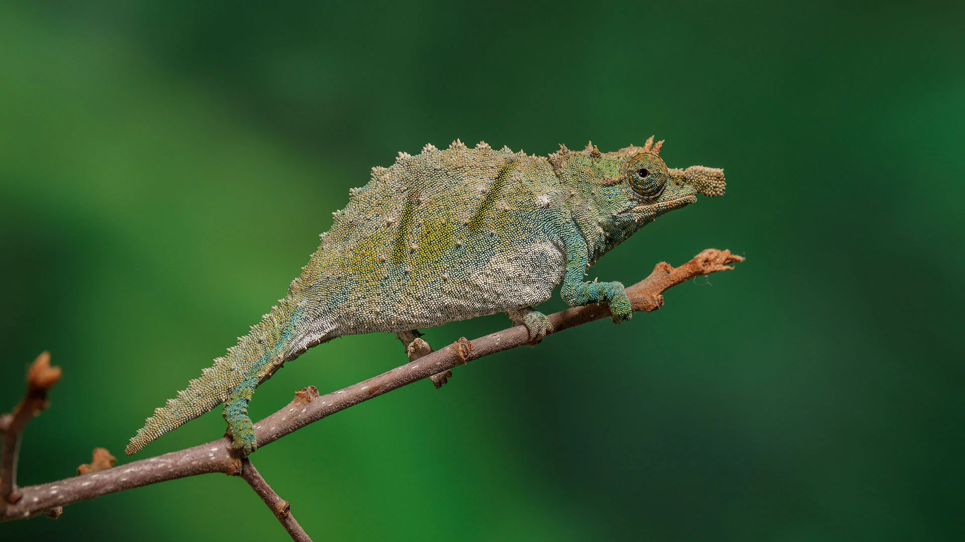 Nguru Spiny Pygmy Chameleon